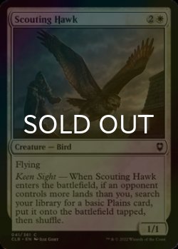 Photo1: [FOIL] Scouting Hawk 【ENG】 [CLB-White-C]